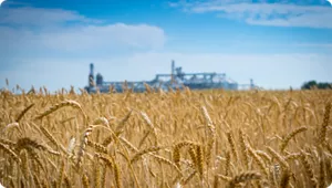 Wheat field by facility for customized enzyme saccharification of biomass
