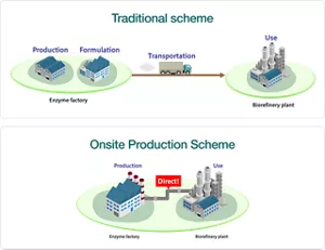 Onsite enzyme production scheme for direct use at a biorefinery plant