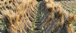 Harvested crop field with lignocellulosic biomass for enzyme conversion