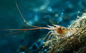 application_aquaculture