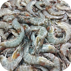 gallic_acid_aquaculture01