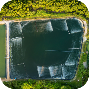 gallic_acid_aquaculture04