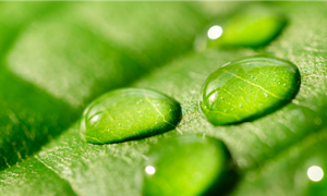 水をはじく葉の表面