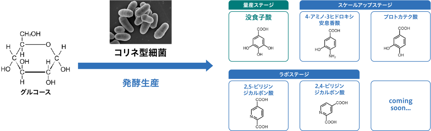 花王のバイオ技術とは | バイオ | 花王ケミカル 花王のバイオ技術とは | バイオ | 花王ケミカル