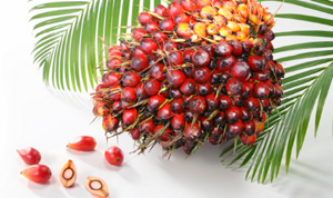 kaoChemicals_field_01