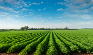 kaoChemicals_field_06