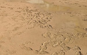 廃PETイメージ図