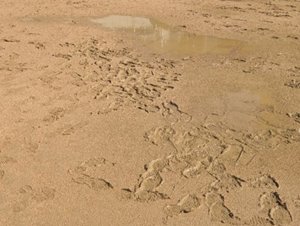 ルナバインド使用土壌比較(使用前)