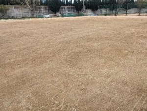 ルナバインド使用土壌比較(使用後)