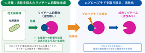 図1.細菌由来のリゾチームの二段階生産方法