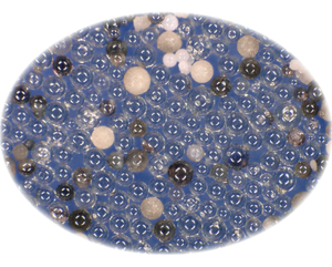 Photograph of Lunamos under the microscope