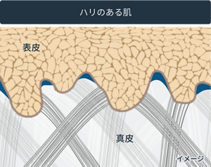 ハリのある肌 イメージ