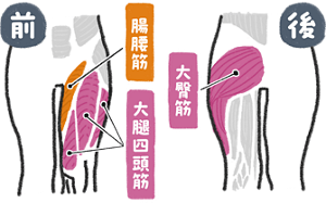 体の前後にある足の筋肉のイメージ