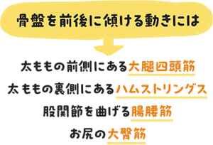 骨盤を前後に傾ける動きには　太ももの前側にある大腿四頭筋　太ももの裏側にあるハムストリングス　股関節を曲げる腸腰筋　お尻の大臀筋