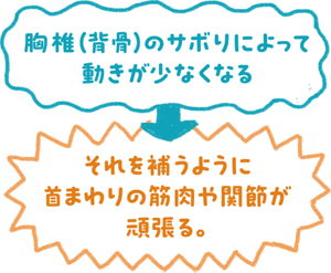 胸椎（背骨）のサボりによって動きが少なくなる→それを補うように首まわりの筋肉や関節が頑張る。