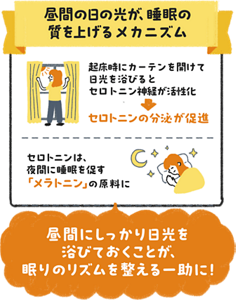 昼間に日光を浴びるとセロトニンが分泌されメラトニンの材料になり睡眠の質を高める仕組みの図