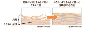 乾燥により「きめ」が乱れ くすんだ肌の肌断面のイメージ図　うるおって「きめ」が整った 透明感のある肌の肌断面のイメージ図