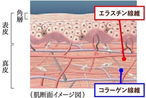 図：肌断面のイメージ図（真皮に存在する、エラスチン線維とコラーゲン線維）