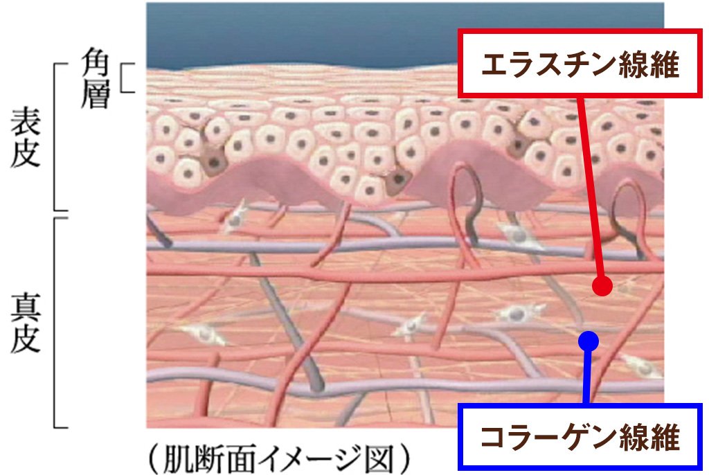 美肌ケア】注目情報！ お肌のハリに欠かせない「エラスチン」の正体と 