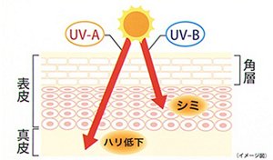 図：紫外線UVーAとUVーBの、肌の内部への届き方と影響のイメージ