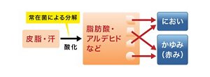 頭皮のにおい、かゆみの発生イメージ図