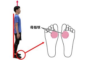 イラスト：母指球（ぼしきゅう）の位置は足裏の親指の付け根あたり。