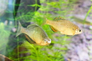 花王エコラボミュージアムの水槽で泳ぐ魚