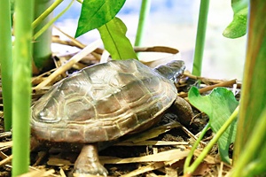 花王エコラボミュージアムの里山のかめ