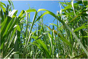 バイオマスPETのイメージ写真