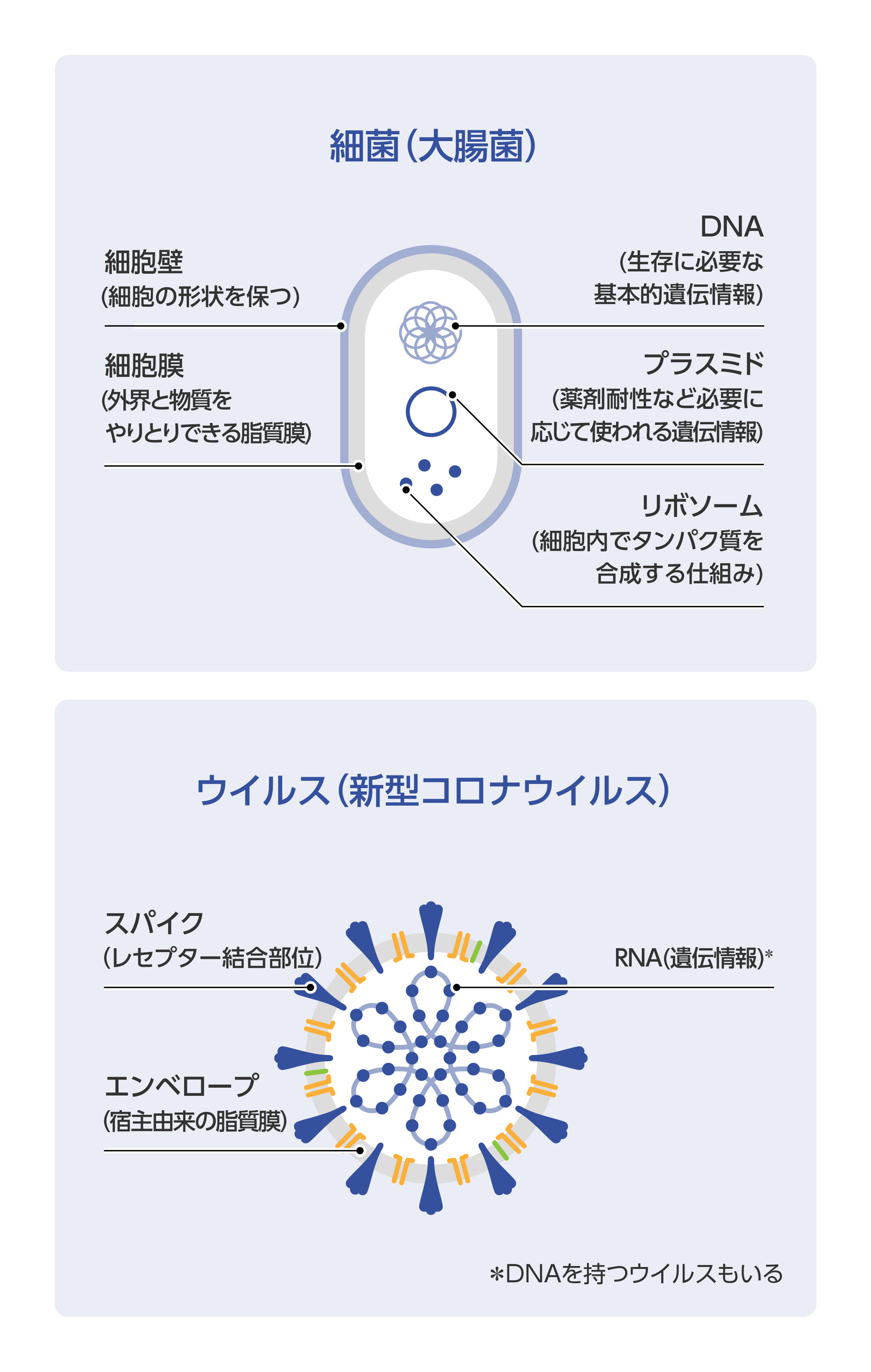細菌とウイルスの違い 基礎からわかる感染症 花王プロフェッショナル はたらくを衛る感染対策