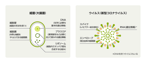 細菌（大腸菌）とウイルス（新型コロナウイルス）の構造の違いを表す図。