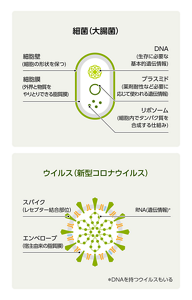 細菌（大腸菌）とウイルス（新型コロナウイルス）の構造の違いを表す図。