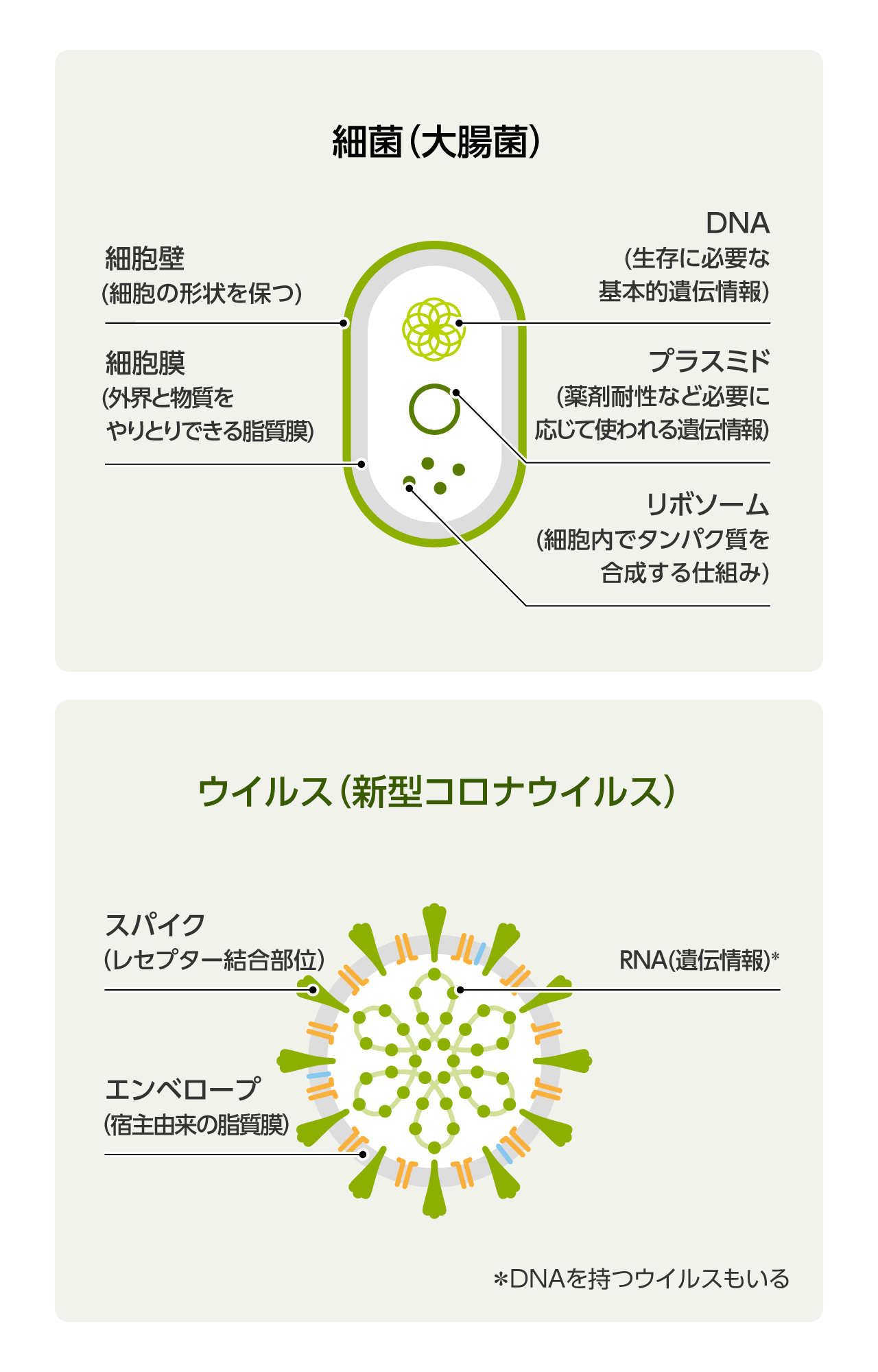 細菌とウイルスの違い | 感染症の基礎知識 | Kiralia | キラリア
