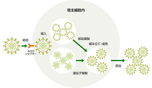 ウイルスが宿主細胞内へ侵入し、細胞内で増殖して放出される流れを表す図。