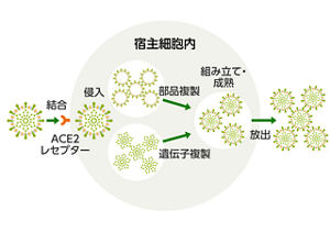 ウイルスが宿主細胞内へ侵入し、細胞内で増殖して放出される流れを表す図。