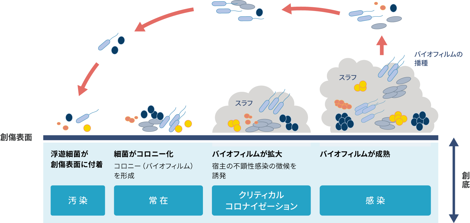 バイオフィルムの発生メカニズムと評価•対策 バイオフィルムについて