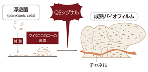 細菌がバイオフィルムを形成する流れを表すイラスト