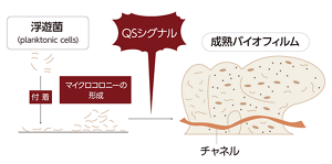 細菌がバイオフィルムを形成する流れを表すイラスト