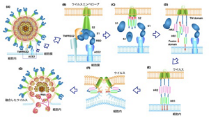 SARS-CoV-2の感染機構（膜融合のメカニズム）を表すイラスト