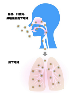 SARS-CoV-2が鼻腔、鼻咽頭、口腔内に侵入して増殖する様子を表すイラスト