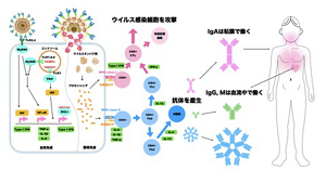 SARS-CoV-2感染により誘導される自然免疫応答、CTL細胞、抗体産生B細胞の分化誘導を表すイラスト