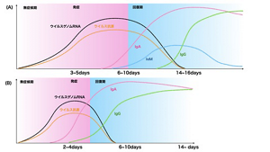 SARS-CoV-2感染者における抗原検査、ゲノムPCR、各種抗体検査の力価の推移を表すグラフ
