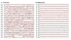ノロウイルスとSARS-CoV-2の異なる株間の遺伝子配列を示した図