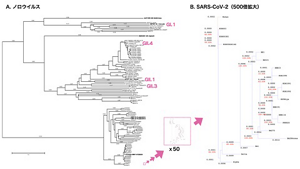 ノロウイルスとSARS-CoV-2のゲノム全長塩基配列を比較した分子系統樹