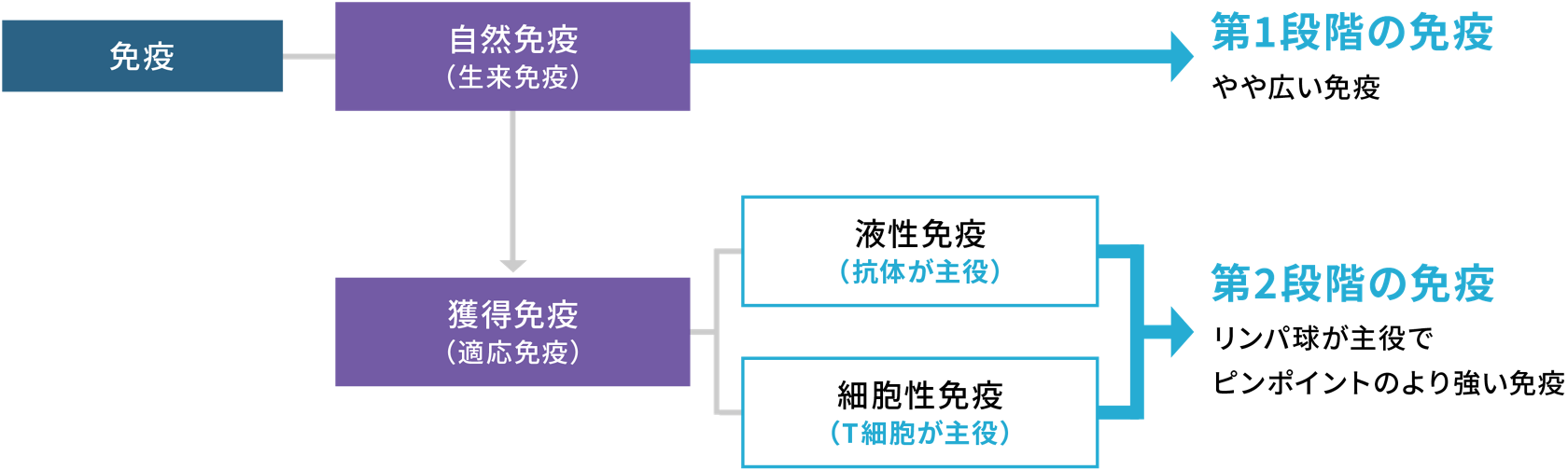 コロナウィルス対策！免疫力高めましょう！ 注意！】ウイルス性感染症“増加傾向”…背景にコロナ禍での免疫力
