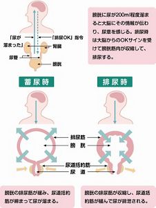 排泄の基礎知識｜花王プロフェッショナル 業務改善ナビ 介護の