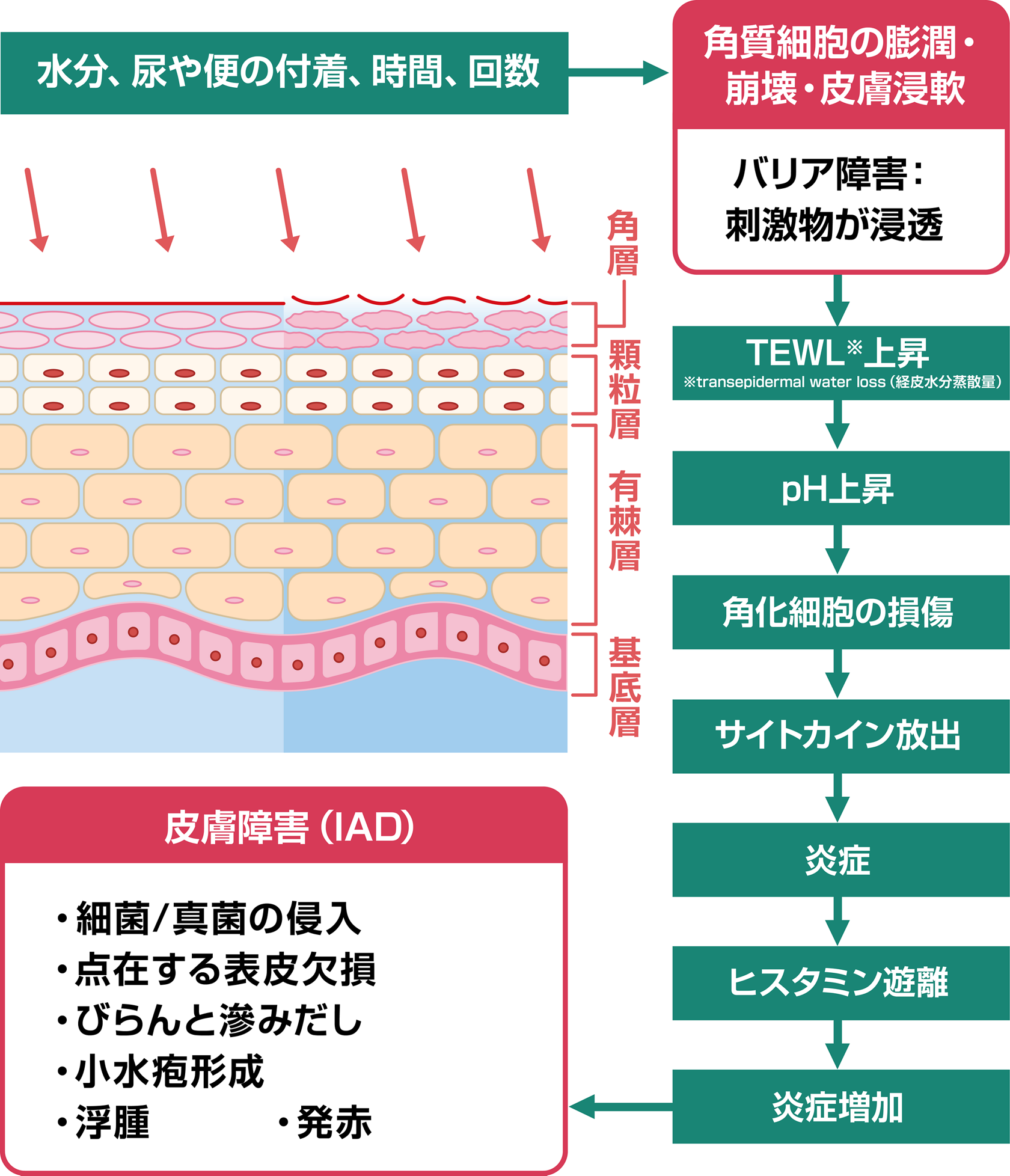 Iad 失禁関連皮膚炎 とは ベストプラクティスを活用しよう コラム 花王プロフェッショナル 業務改善ナビ 介護施設 Iad 失禁関連皮膚炎 とは ベストプラクティスを活用しよう コラム 花王プロフェッショナル 業務改善ナビ 介護施設