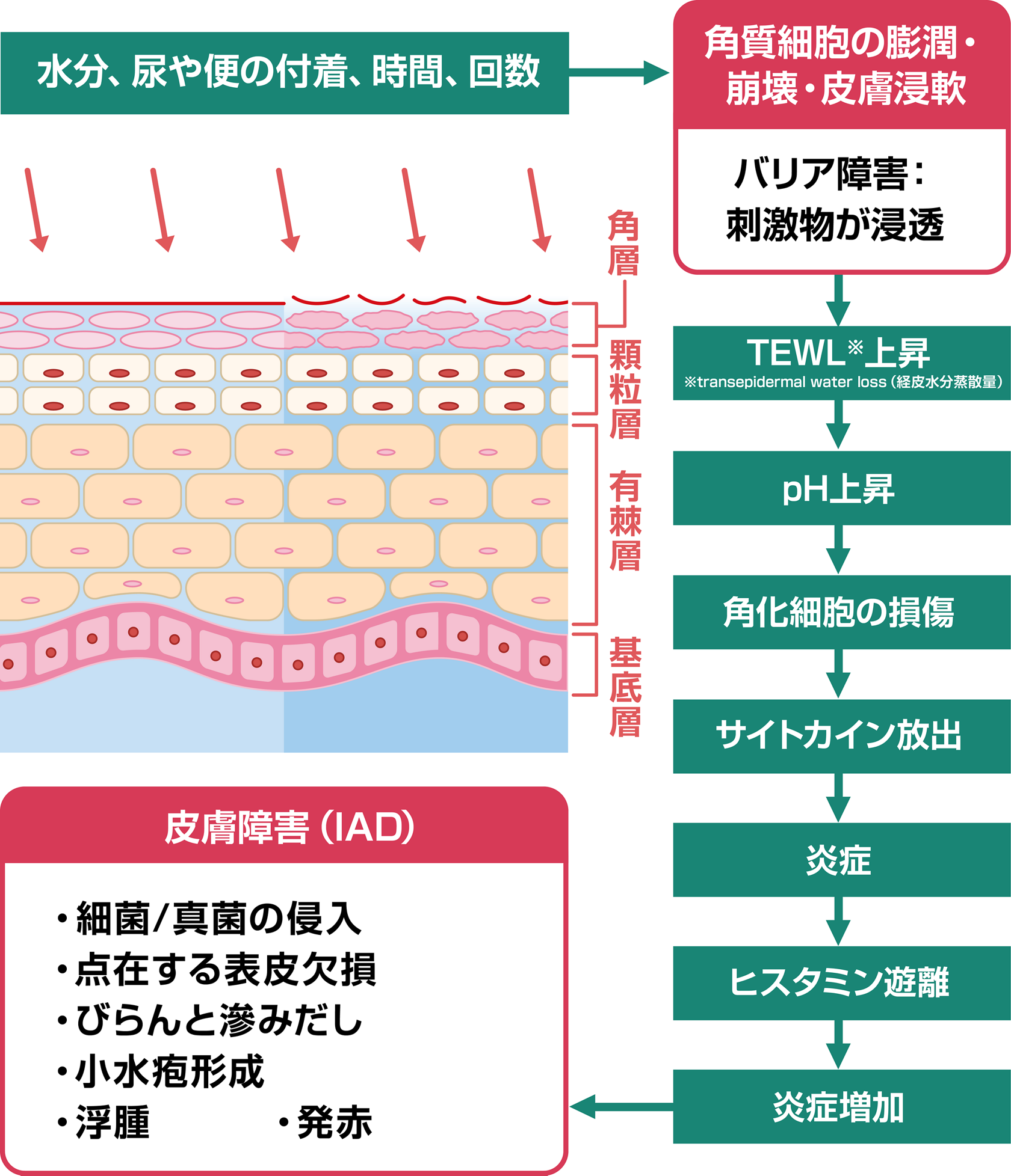 Iad 失禁関連皮膚炎 とは ベストプラクティスを活用しよう コラム 花王プロフェッショナル 業務改善ナビ 介護施設