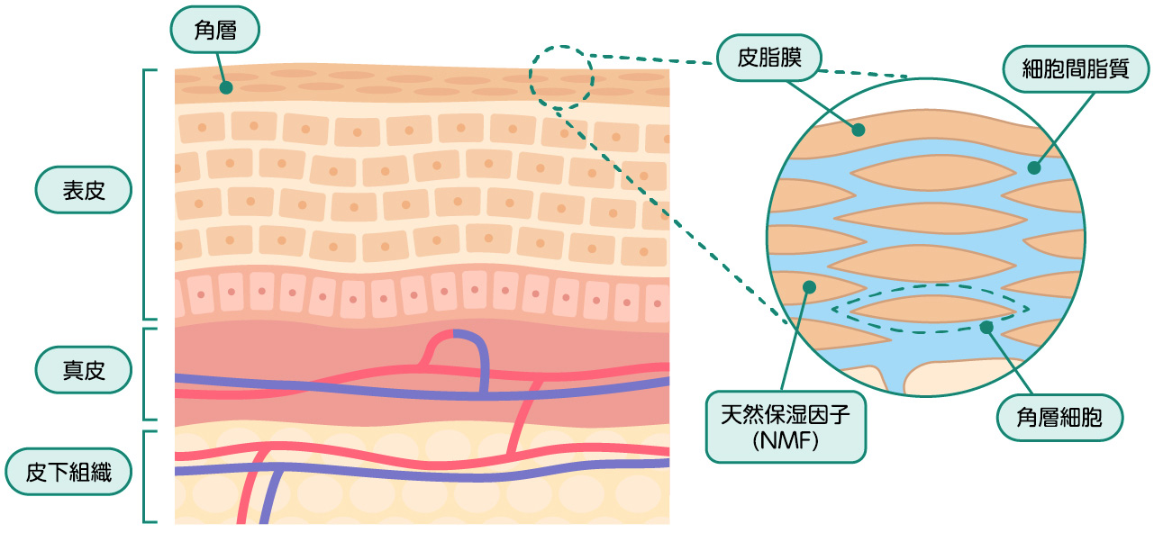 老人性乾皮症 介護現場の用語集 花王プロフェッショナル 業務改善ナビ 介護施設