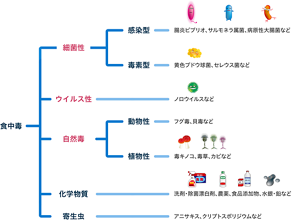 食中毒の分類を表した図。「食中毒」は「細菌性」、ノロウイルスなどの「ウイルス性」、「自然毒」、洗剤・除菌漂白剤、農薬、食品添加物、水銀・鉛などの「化学物質」、アニサキス、クリプトスポリジウムなどの「寄生虫」に分けられ、そのうちの「細菌性」は腸炎ビブリオ、サルモネラ属菌、病原性大腸菌などの「感染型」と、黄色ブドウ球菌、セレウス菌など「毒素型」に分けられ、「自然毒」はフグ毒、貝毒などの「動物性」と、毒キノコ、毒草、カビなどの「植物性」に分けられる。